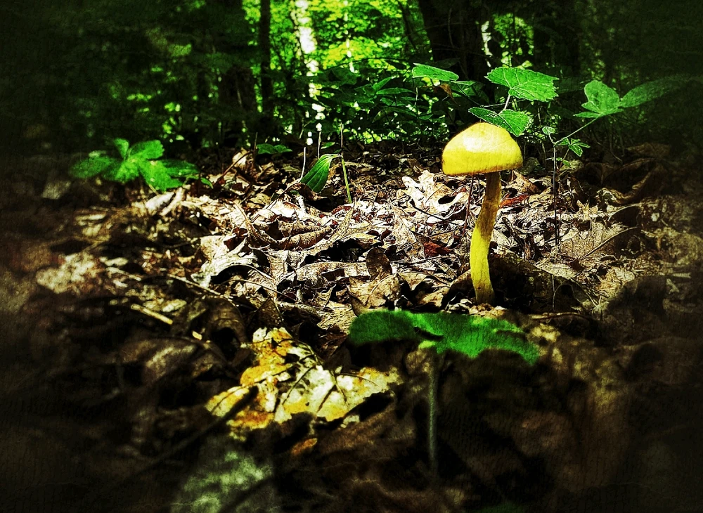 Image uploaded by Aaron