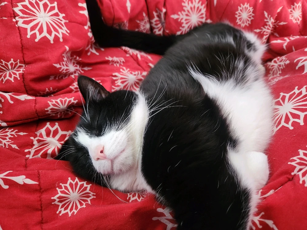 Image uploaded by Vyxian