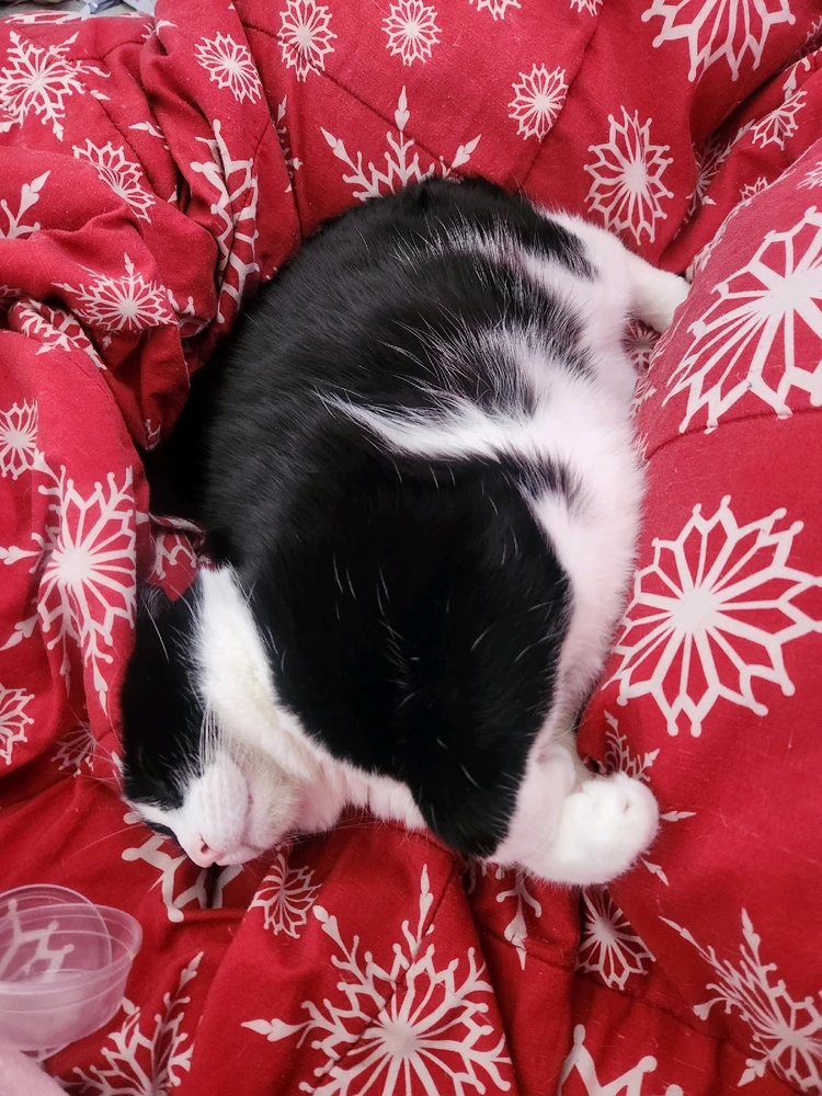 Image uploaded by Vyxian