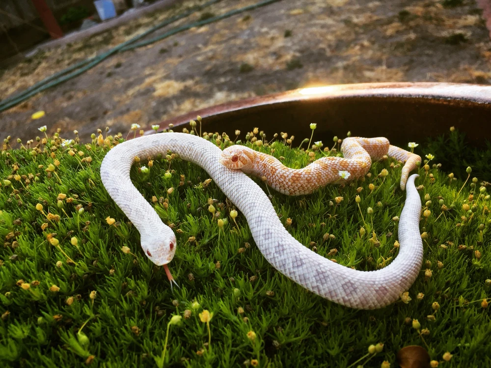 Image uploaded by Vel