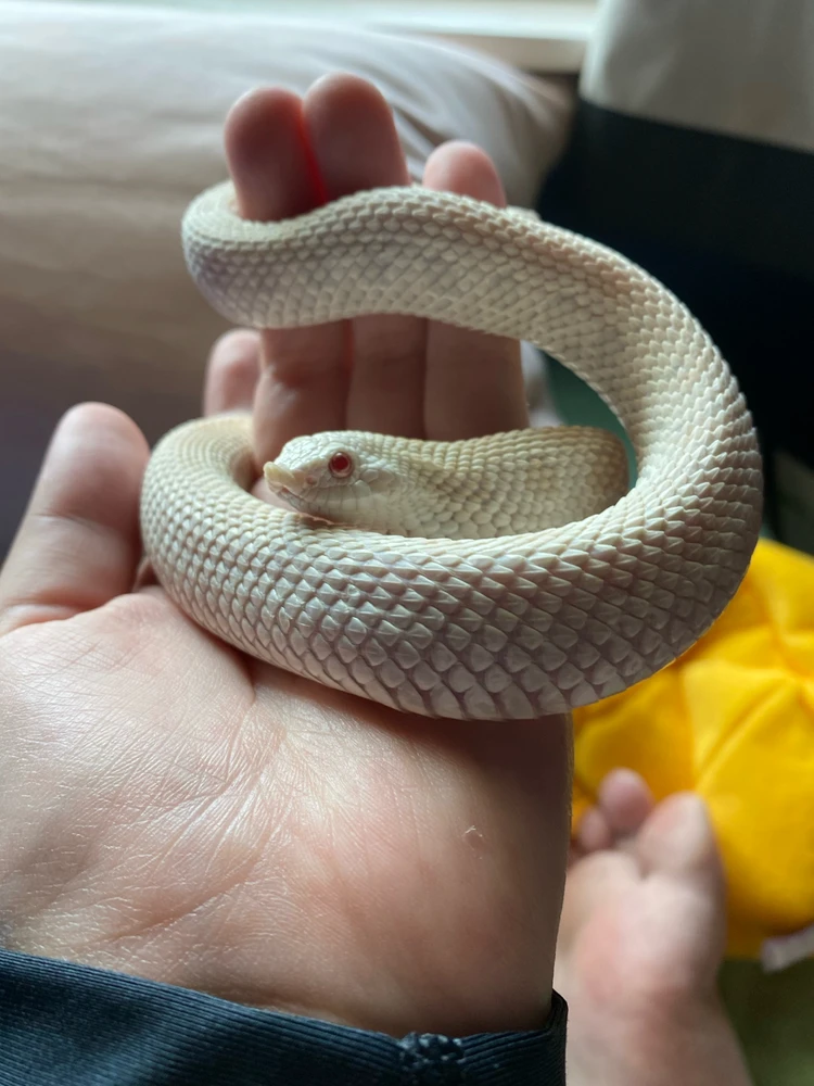 Image uploaded by Vel