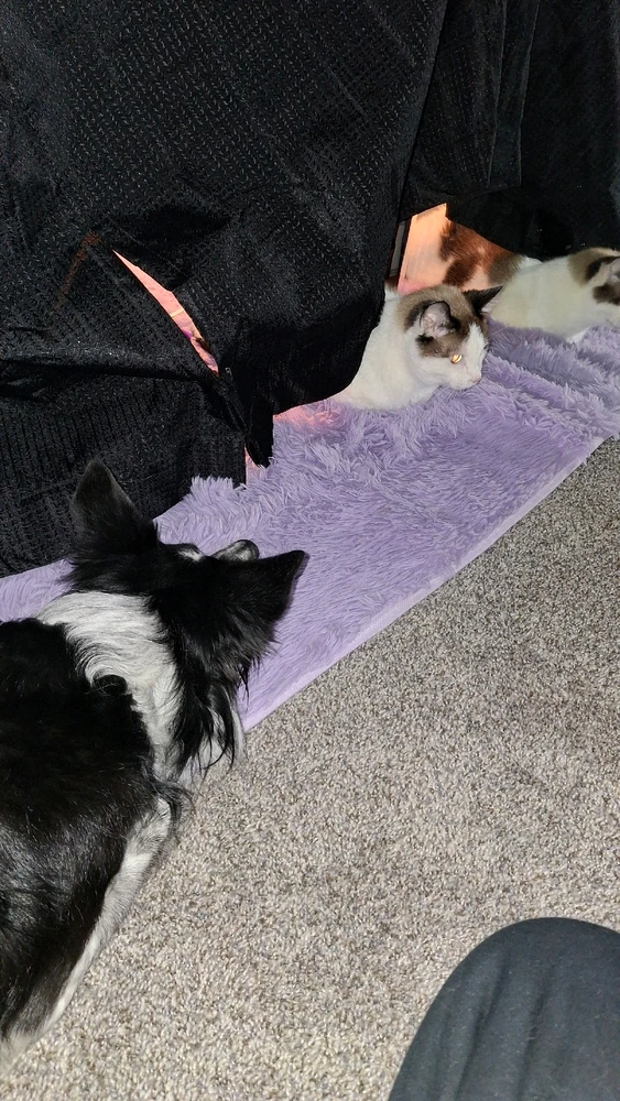 GIF uploaded by Cera