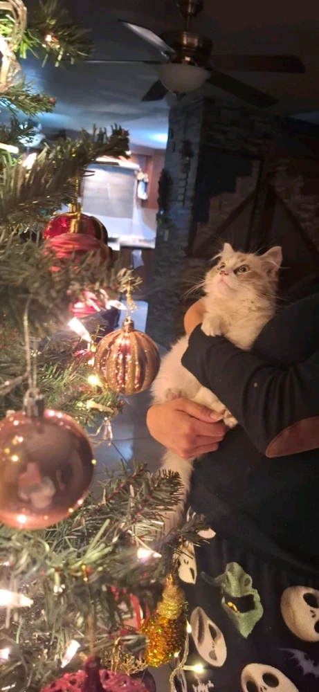 GIF subido por A.Black