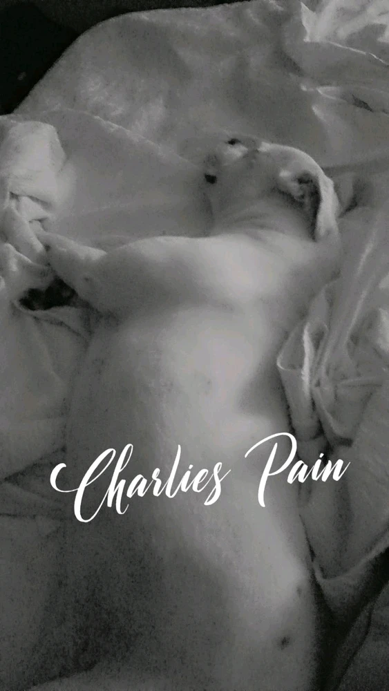 GIF uploaded by Charlie Bonnett