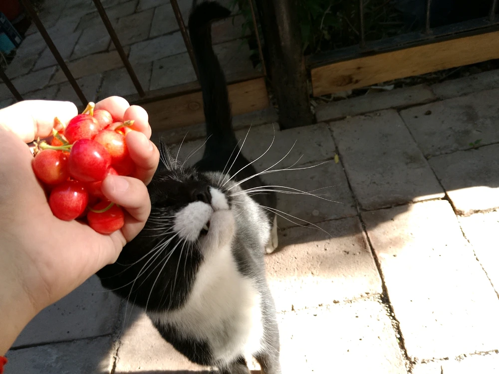 Imagen subida por Hector