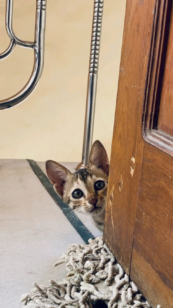 Image uploaded by JAy pAtel