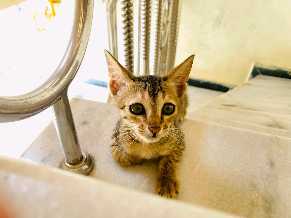 Image uploaded by JAy pAtel