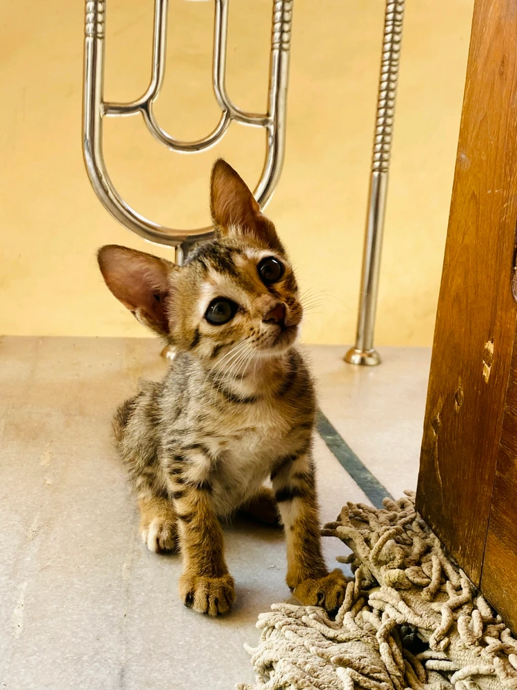 Image uploaded by JAy pAtel