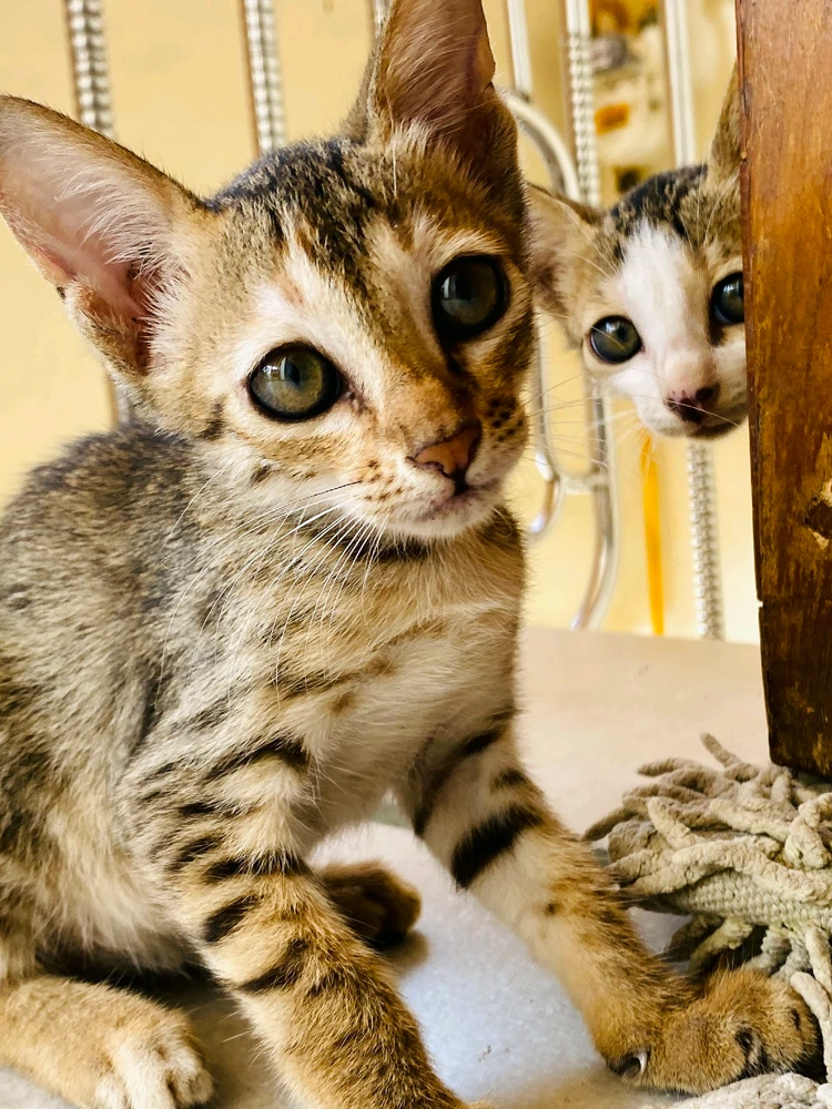 Image uploaded by JAy pAtel