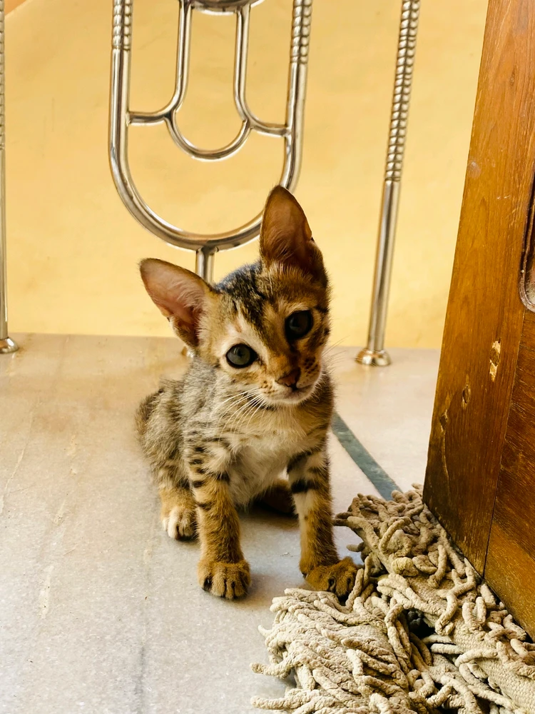 Image uploaded by JAy pAtel