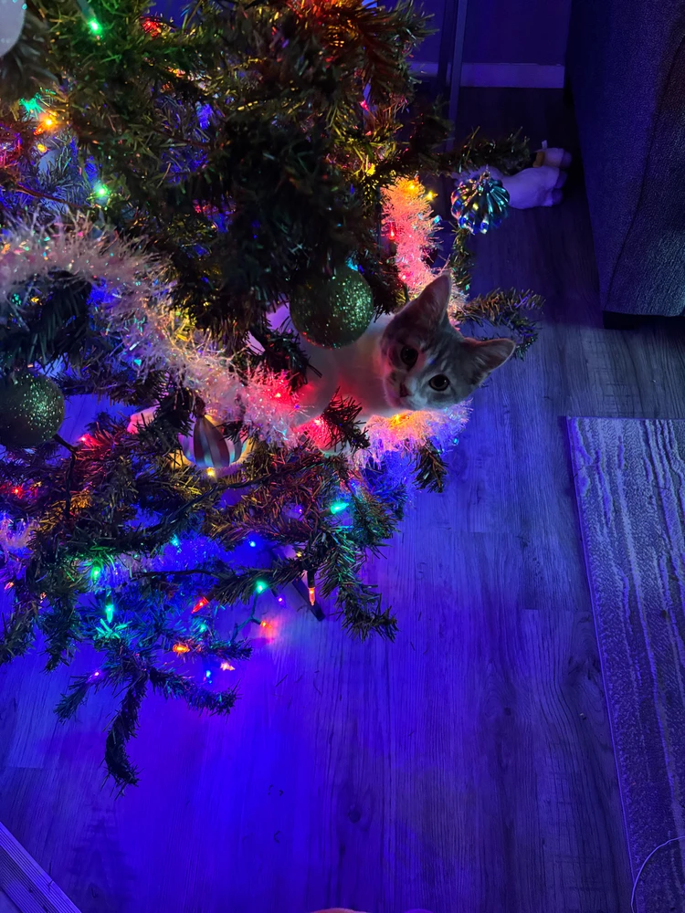 Image uploaded by Denaza