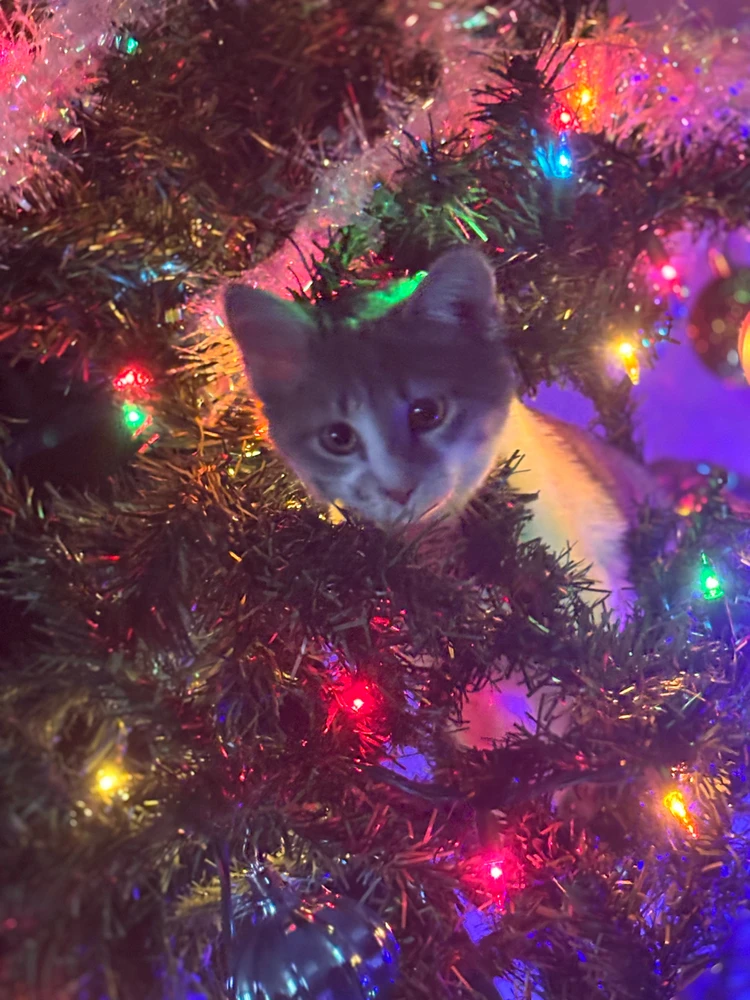 Image uploaded by Denaza