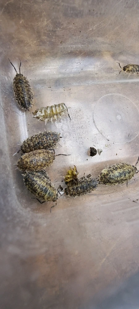 Image uploaded by J-Klamp😜🐒