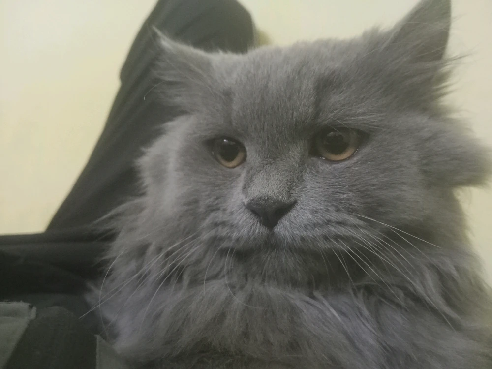 Image uploaded by Arun