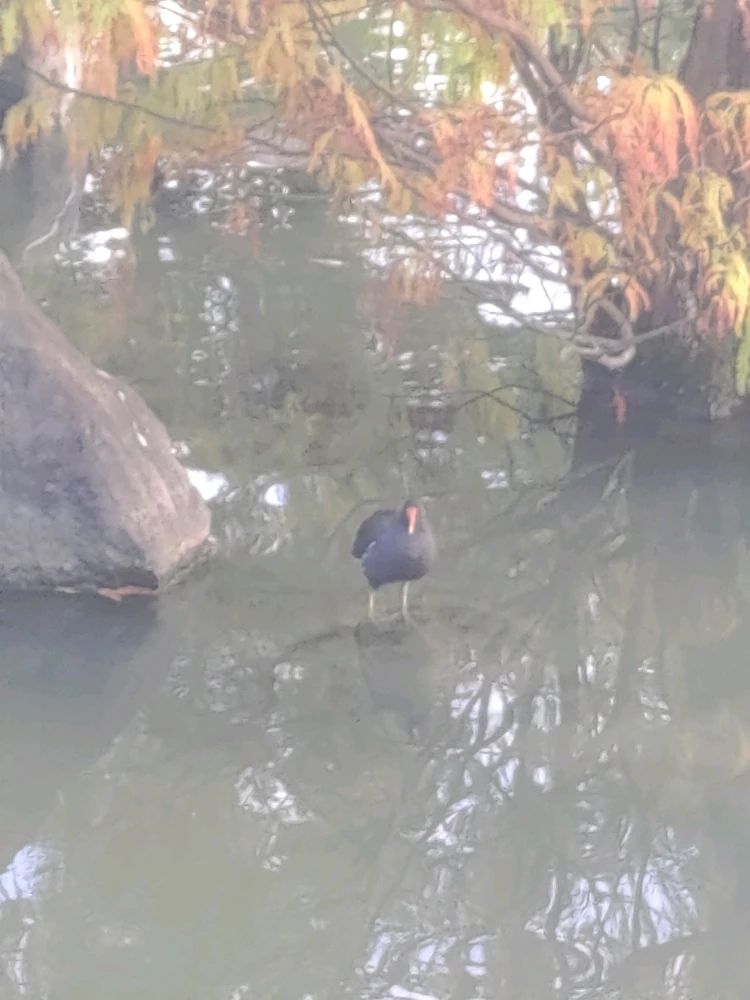 GIF uploaded by 阿龍