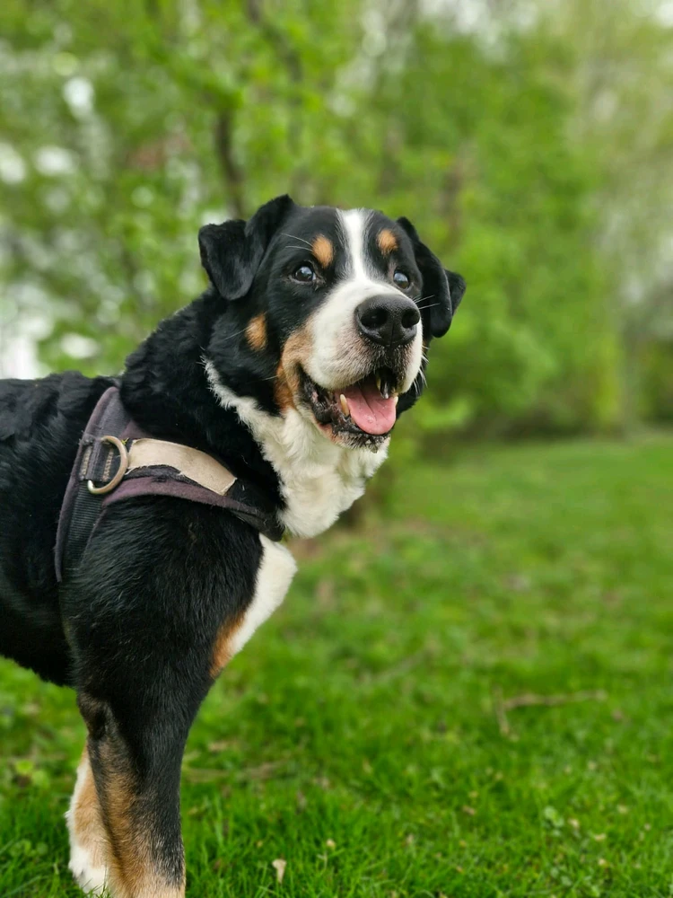 Bild hochgeladen von Lorenzo von Matterhorn