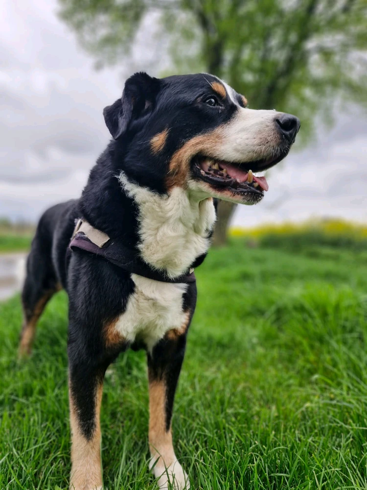 Bild hochgeladen von Lorenzo von Matterhorn