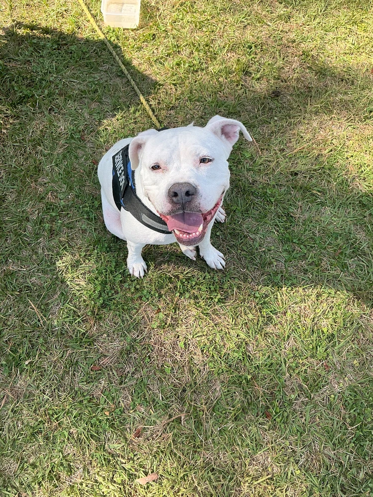 My service dog for 8 years!