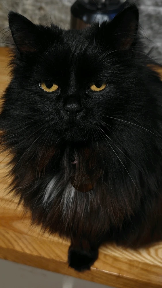 GIF uploaded by Edvardas