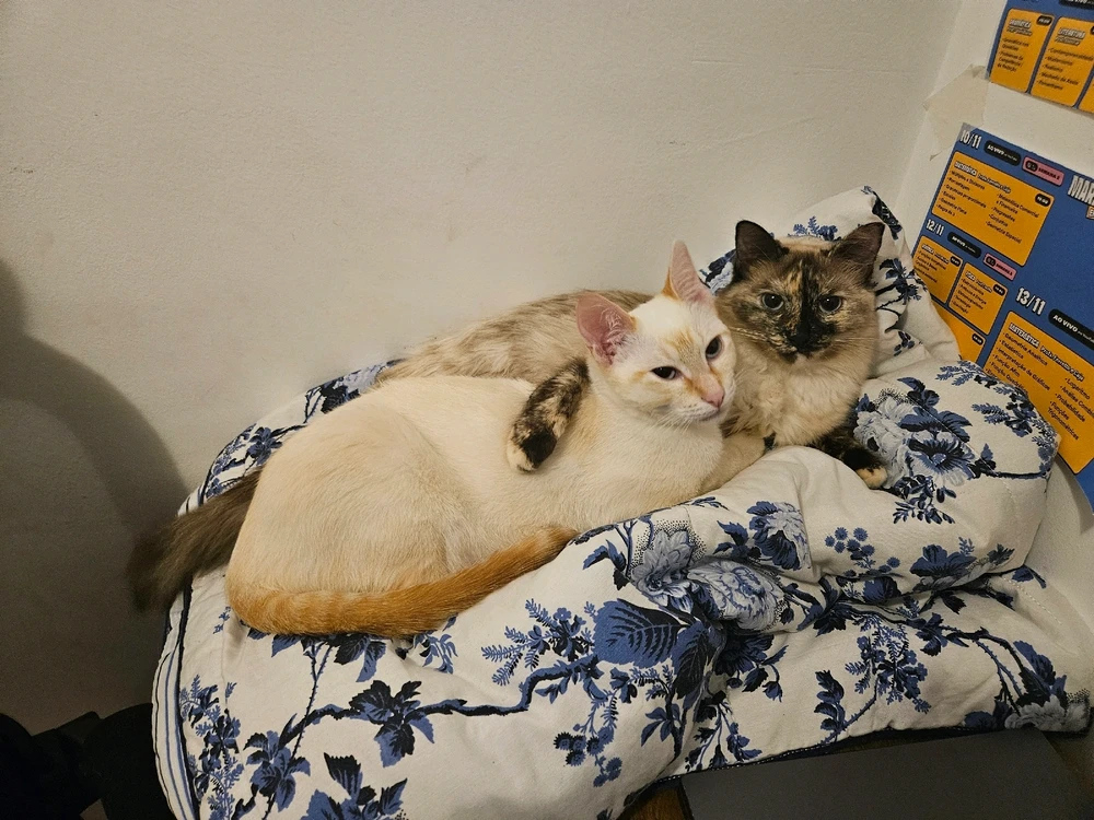 GIF enviado por Joyce