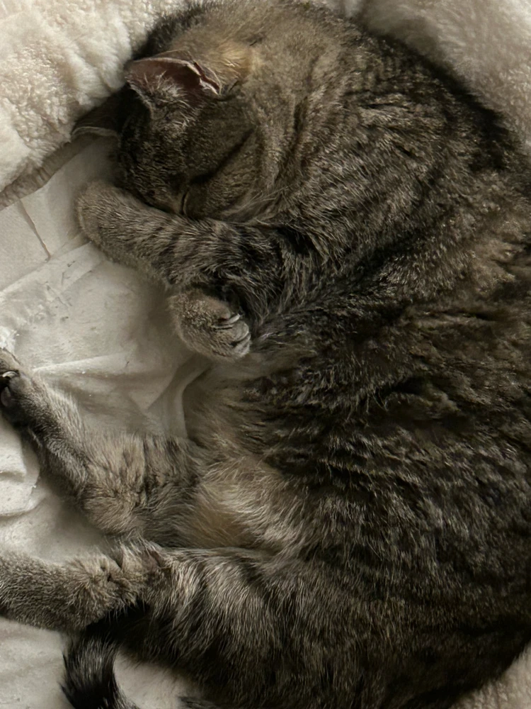 GIF uploaded by Allison