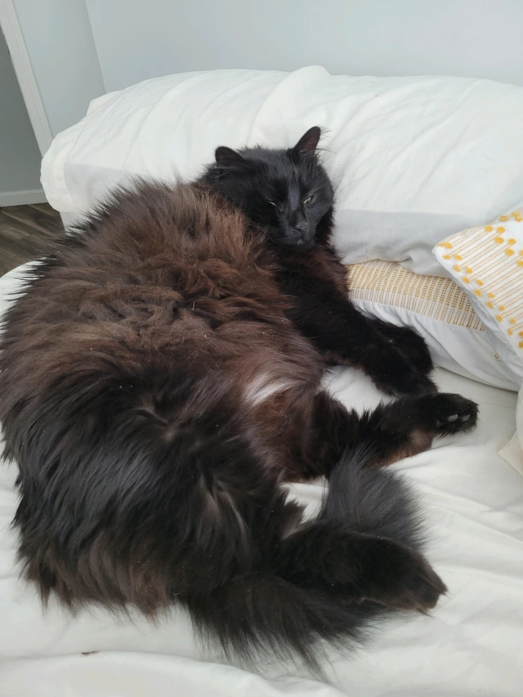 GIF uploaded by Chels