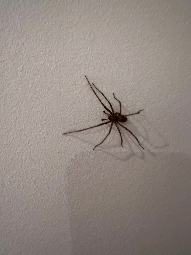 GIF uploaded by Attila