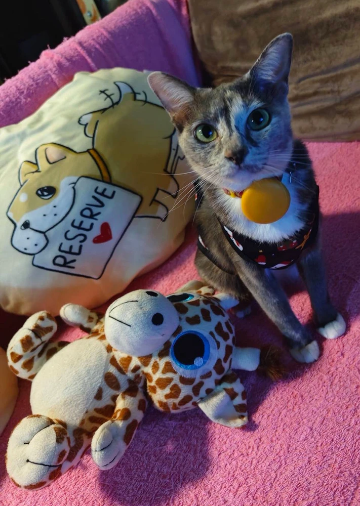 GIF uploaded by Pat♡