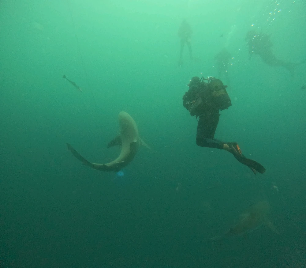 Gambar diunggah dening David R