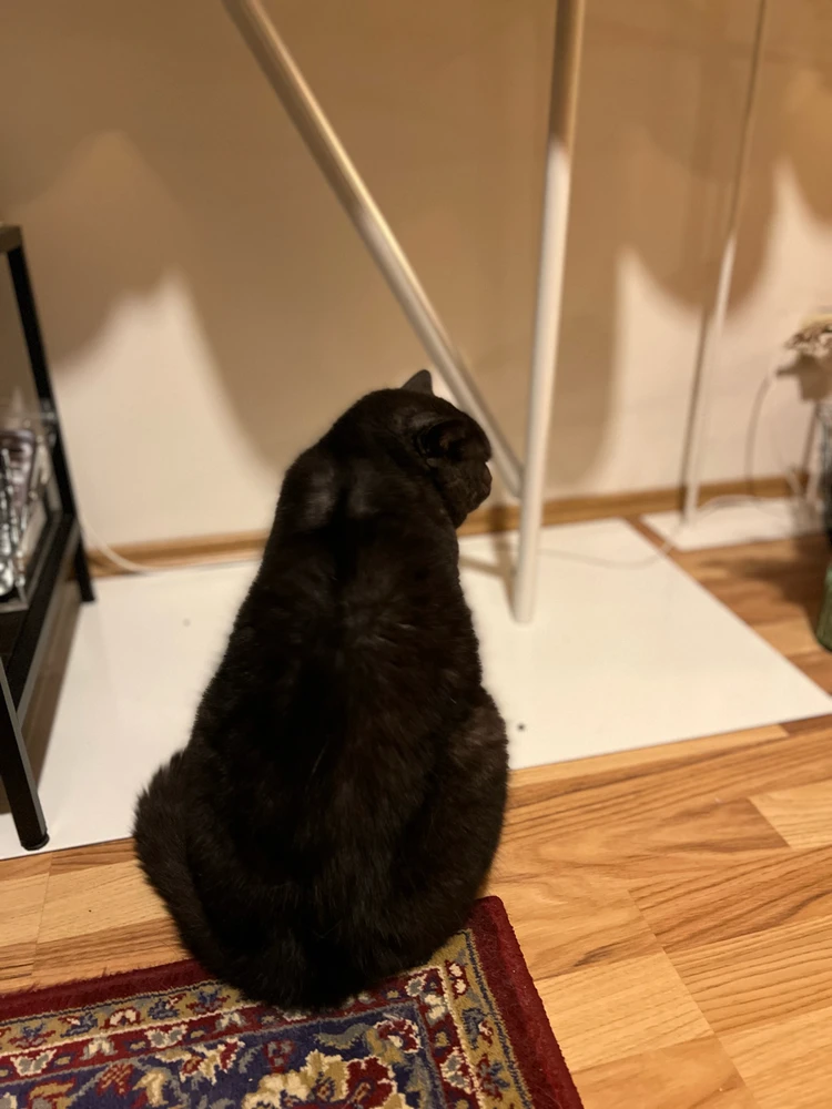 Obrázek nahrál mira