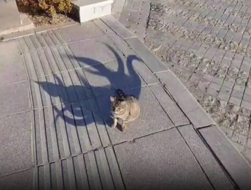 Image ajoutée par Neko🐾