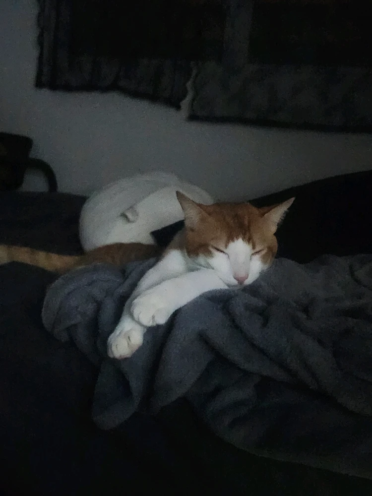 GIF uploaded by Lani