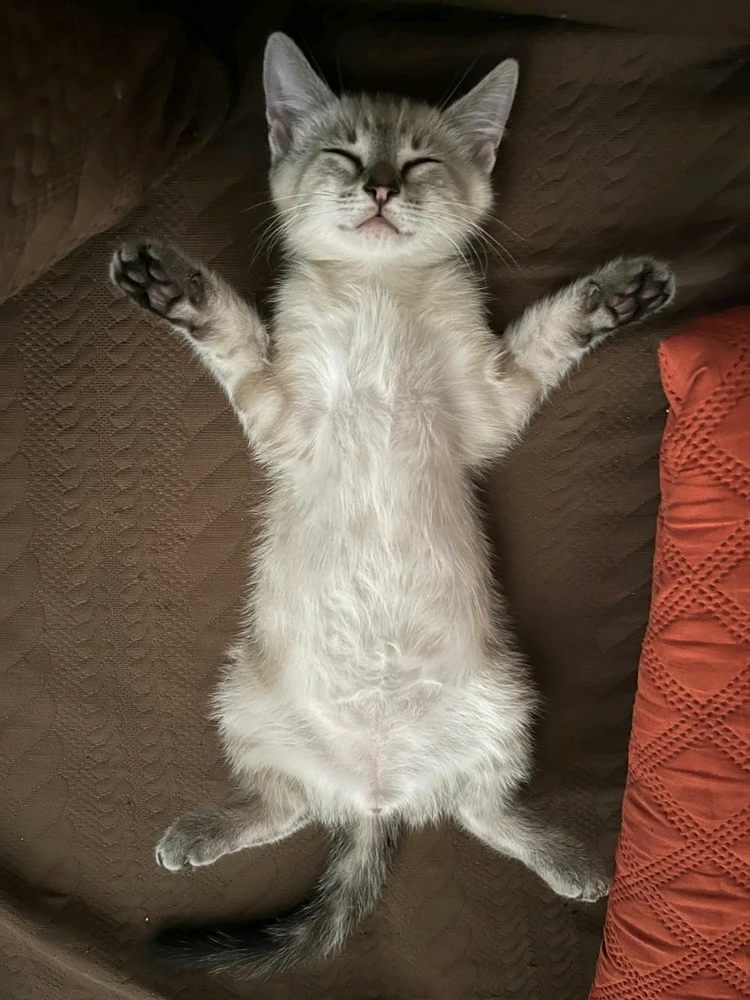 GIF subido por Fernando