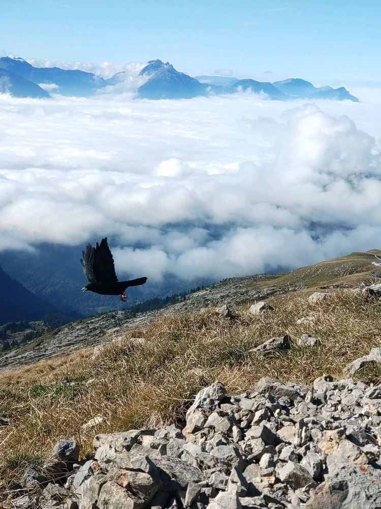 Image ajoutée par Vesty