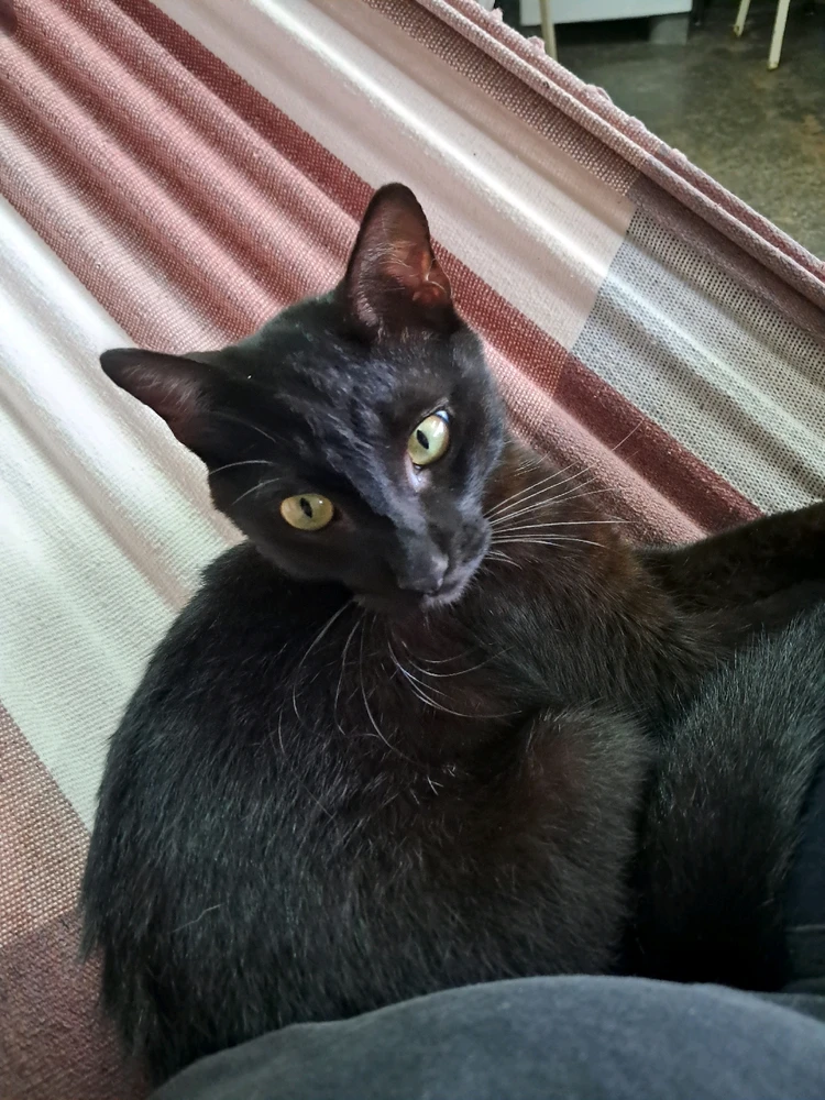 GIF enviado por Ronnie