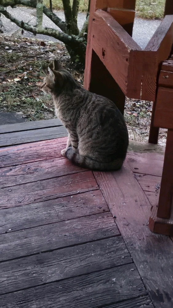 GIF diunggah dening Brandon