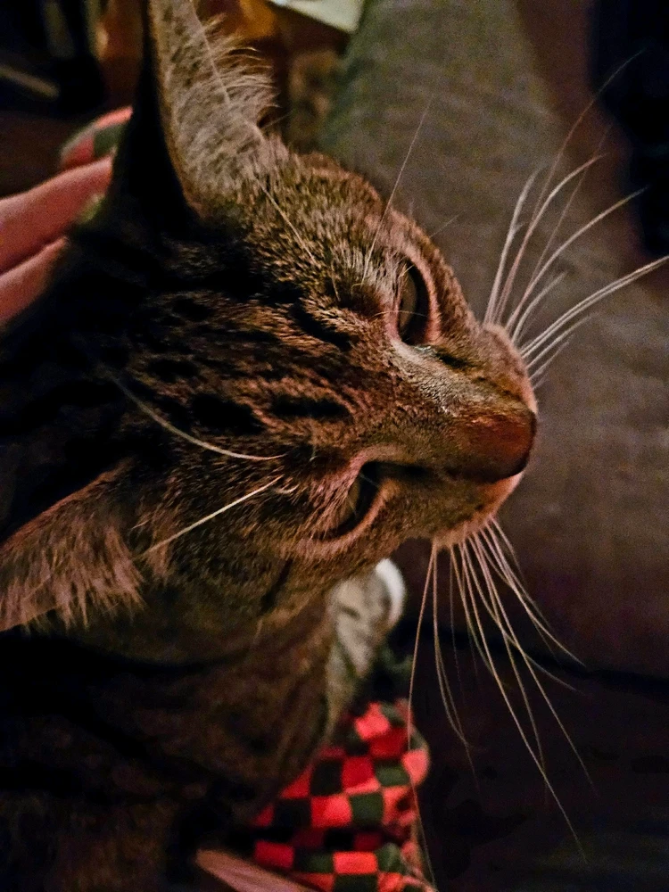 Image uploaded by Mackenzie (Nightshade)