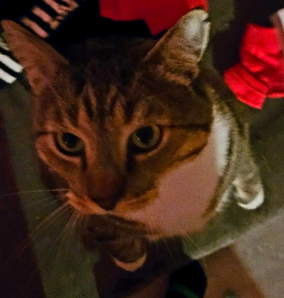 Image uploaded by Mackenzie (Nightshade)