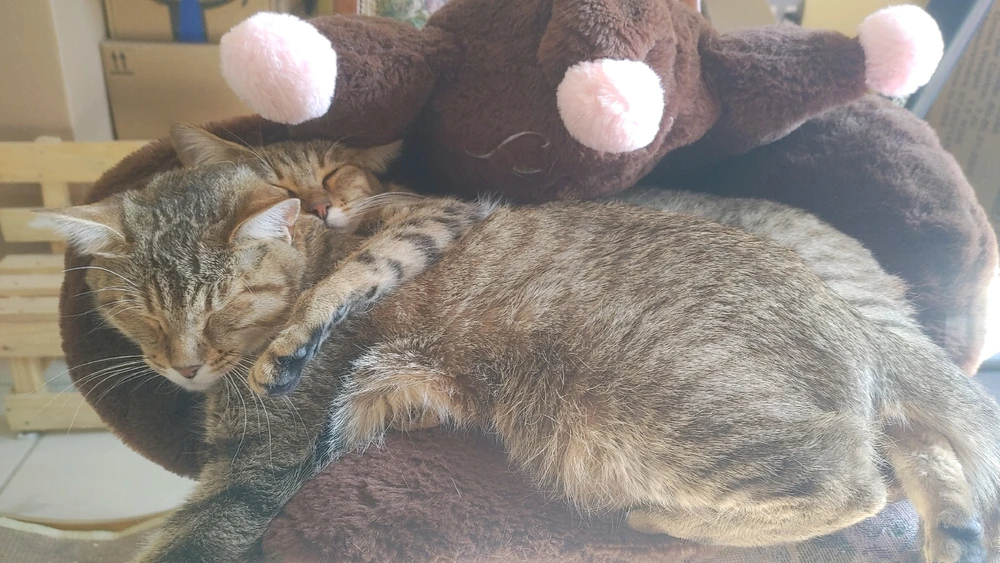 GIF uploaded by ❤ Sophia aka Mango Mami ❤️