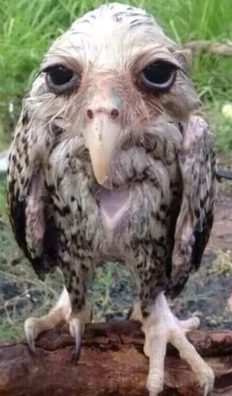 GIF uploaded by 🔆🥨🔅Koffy🔅🌰🔆