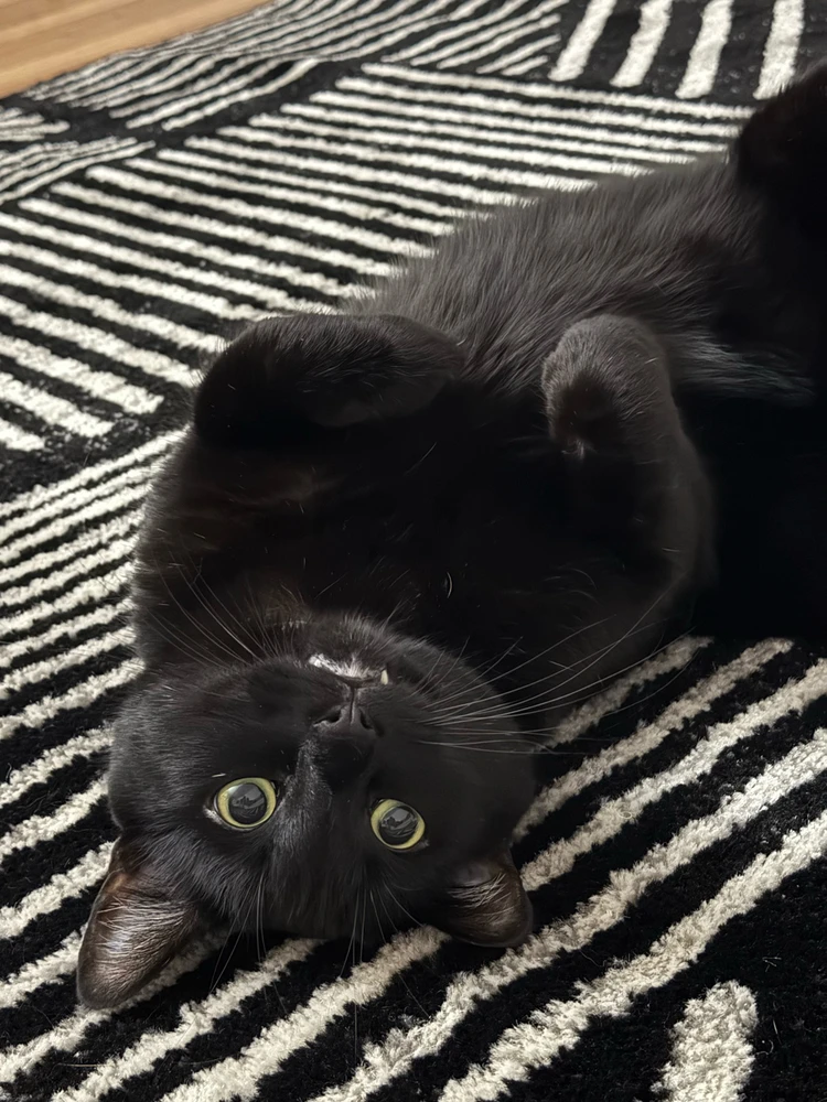 GIF uploaded by TheNightOwl