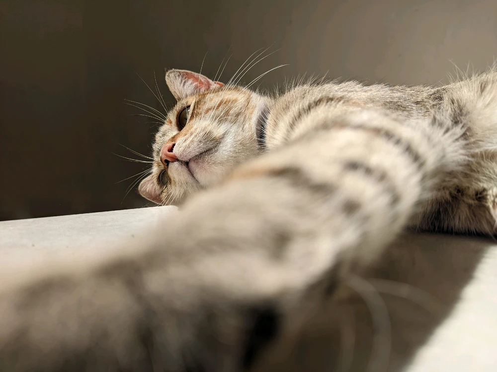 GIF subido por Zedrick