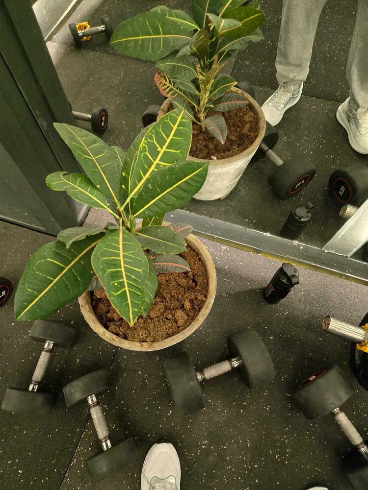 GIF uploaded by Yash