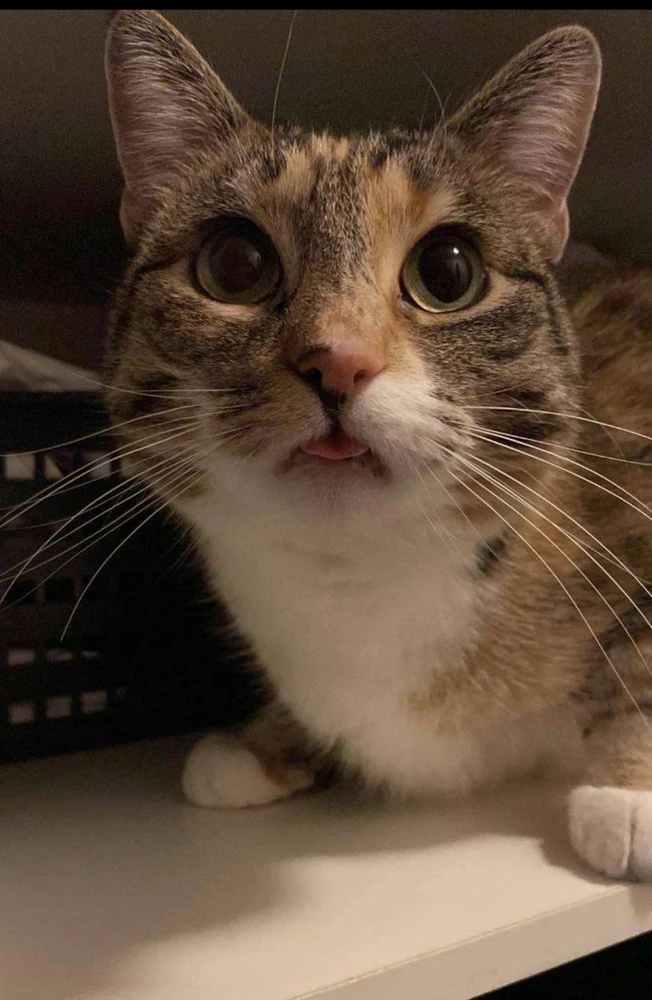 GIF-tiedoston lisäsi Jenni