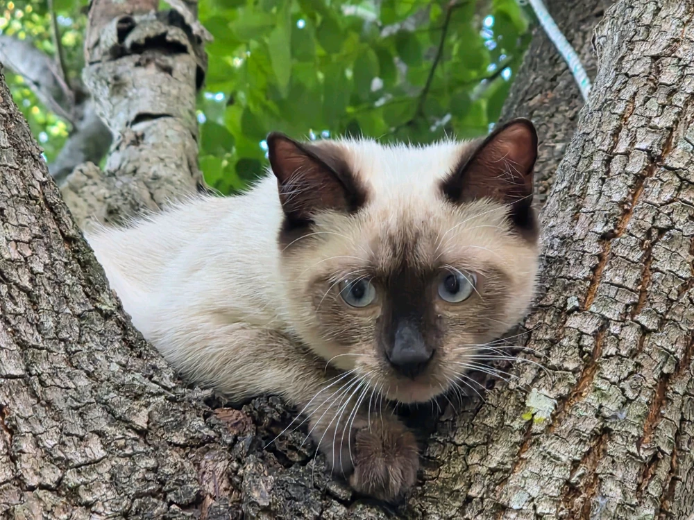 Image uploaded by Emir