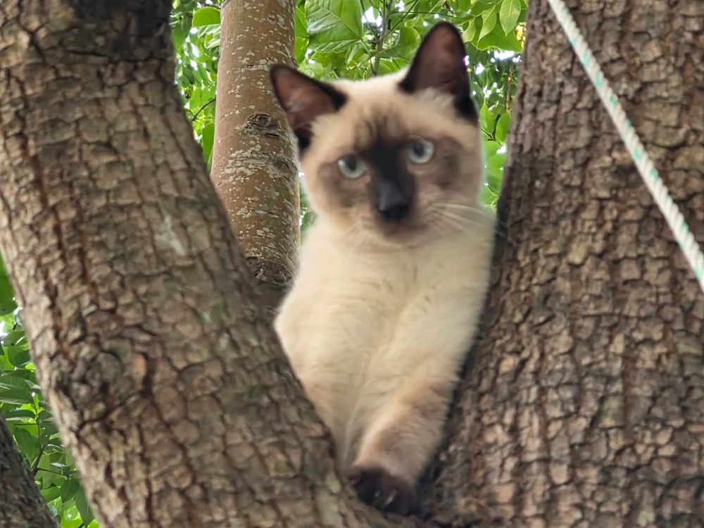 Image uploaded by Emir