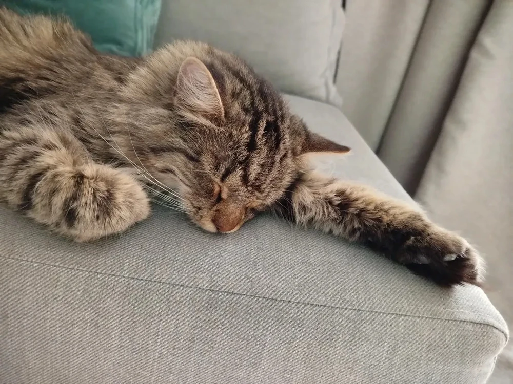 GIF uploaded by Sebastian