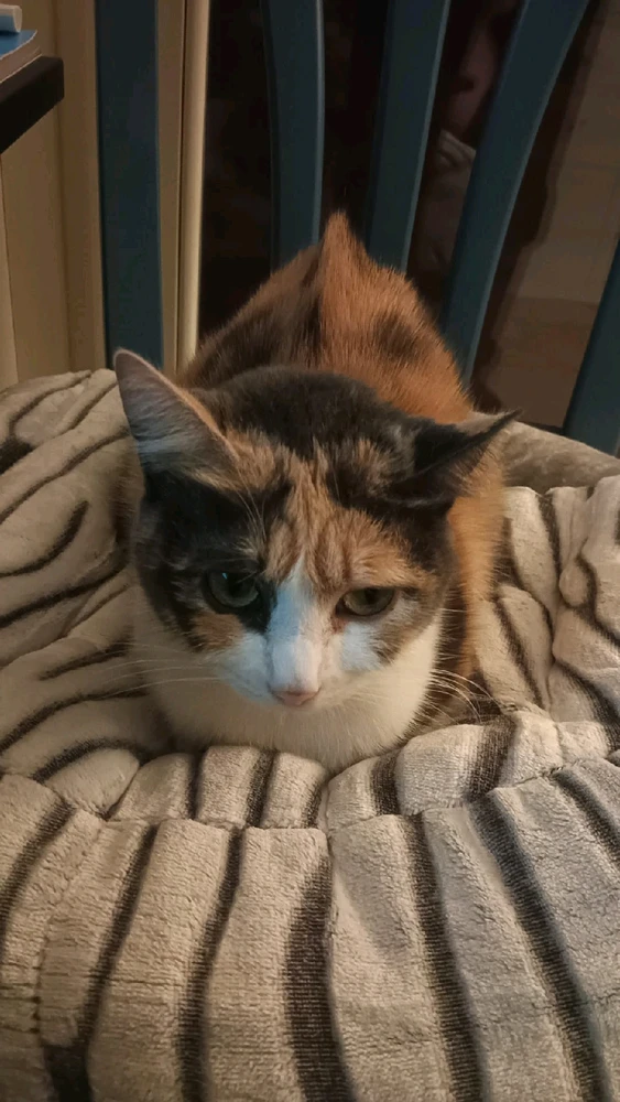 GIF caricata da Nico