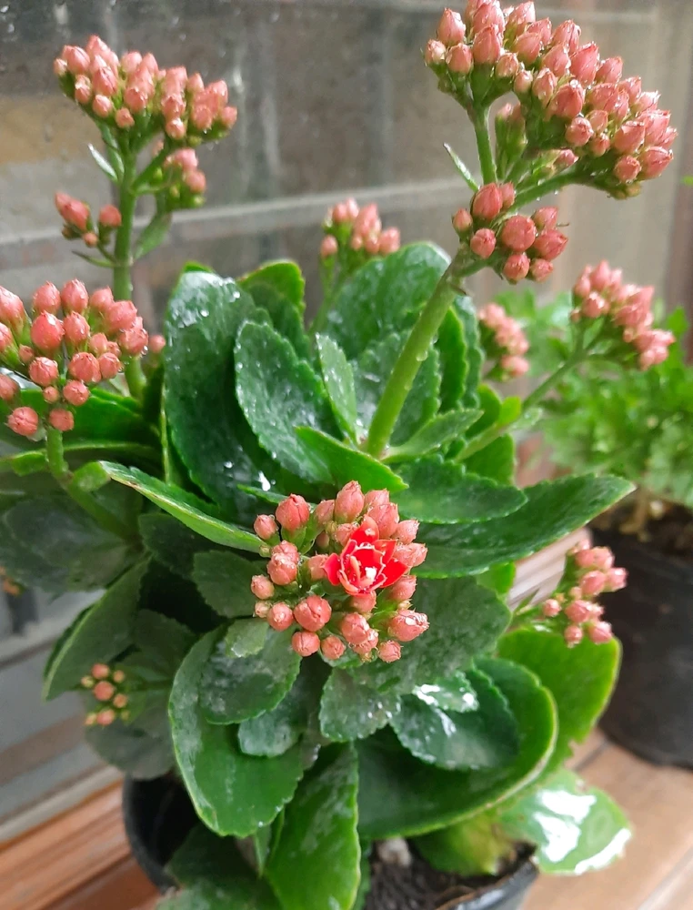 GIF uploaded by Ruchi Sehgal