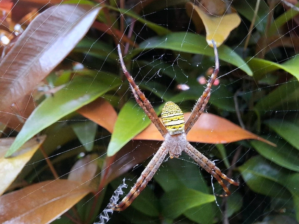 Image uploaded by Edo